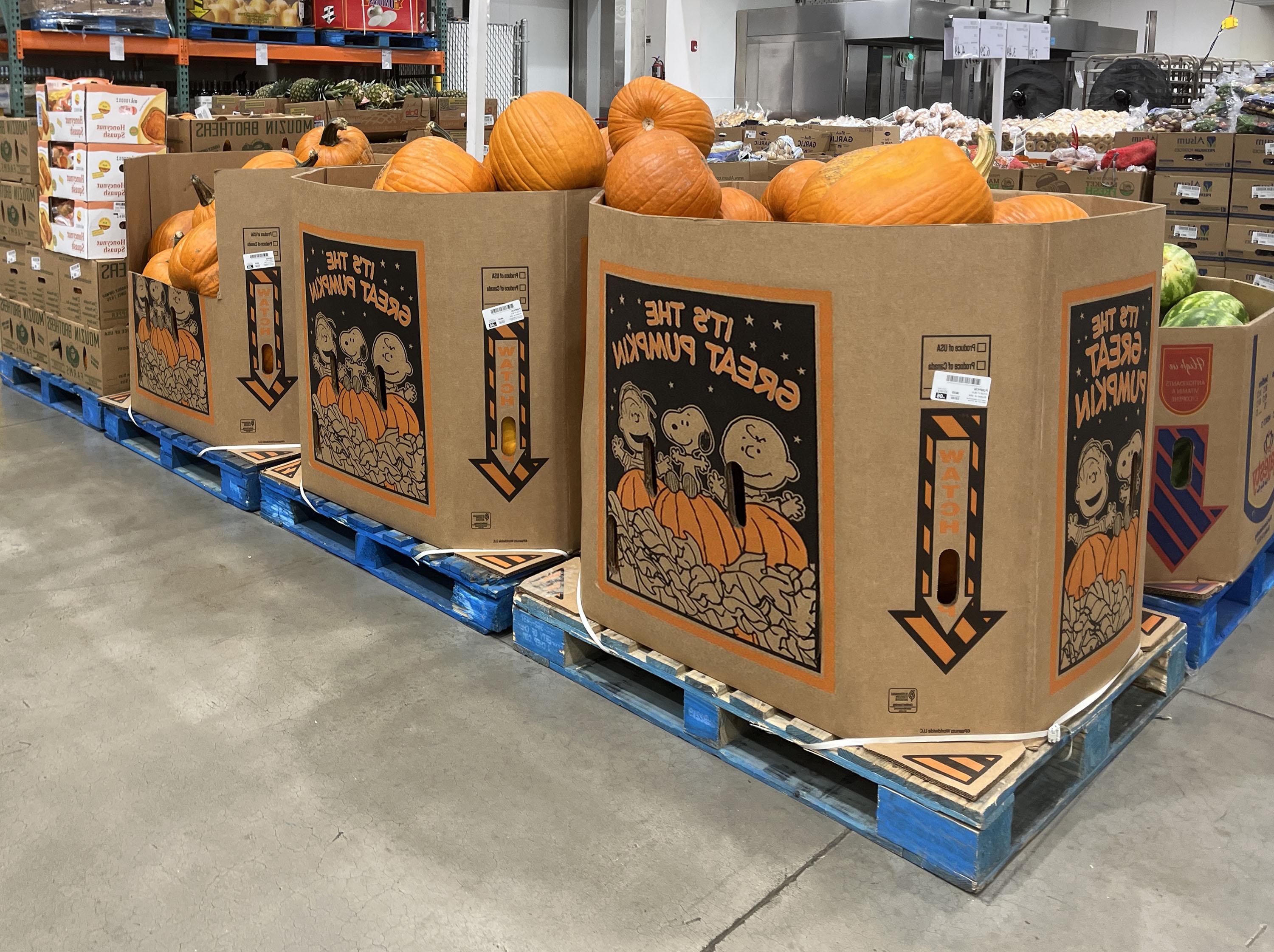 climabin with pumpkins